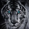 ★!SpecialTiger!★