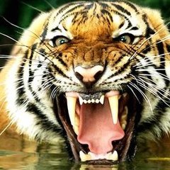 SevenLions